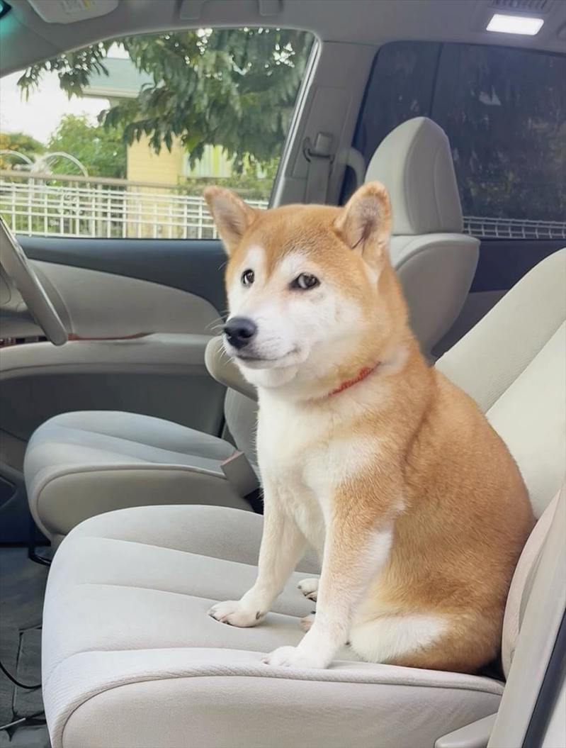 行きたい公園とは違った？心境を物語る柴犬の表情が話題に「ここじゃないというお目め」「何か不満顔ですね」