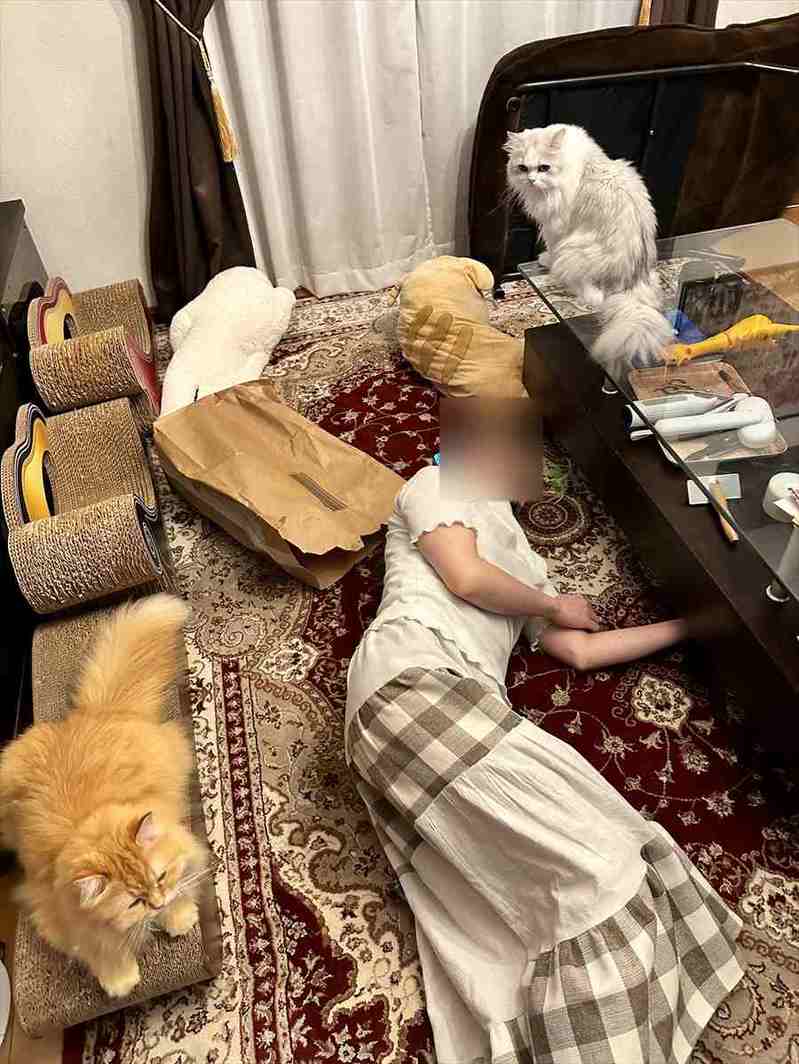 事件！？「妻が倒れてる！？」と思ったら・・、ローアングルから愛猫を眺め愛でていた！！