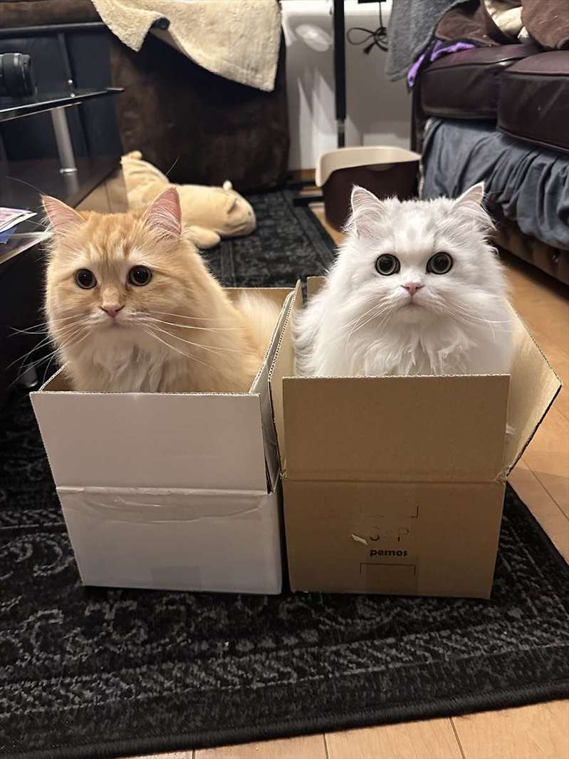 愛猫たちの避難先。掃除機かけたらダンボールにちょこんと収まっている姿が話題に「ここに入れば安全だ!と思ってるのかな」「避難先がかわいい」