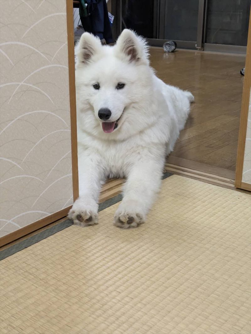 サモエドのチキンレース?寝室へ入ると怒られちゃうし・・、そこでとった行動が愛おしい!
