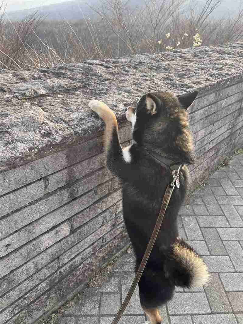 愛犬の行動に飼い主さん感動!展望台からの眺望を楽しんでいた時の出来事が話題に「飼い主さんと同じ目線で、同じ景色を観たいのかな〜」