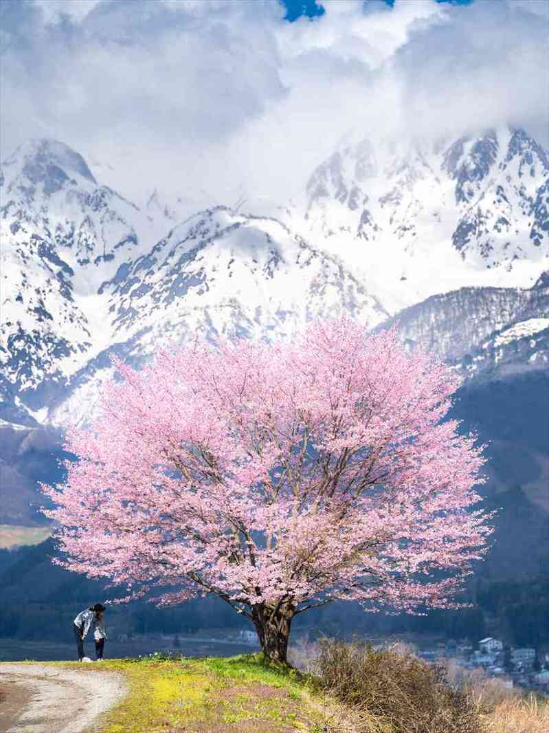 雪山を背景に咲き誇る一本桜。その光景が奇跡のようだと話題に「絵に書いたように綺麗」「奇跡的な体験ですね」