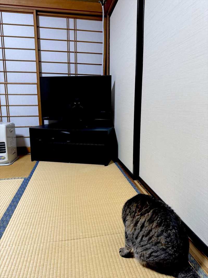 猫がどこがいるか分かりますか？背景にすっかり溶け込んだ猫の姿に「かろうじてわかった・・・」