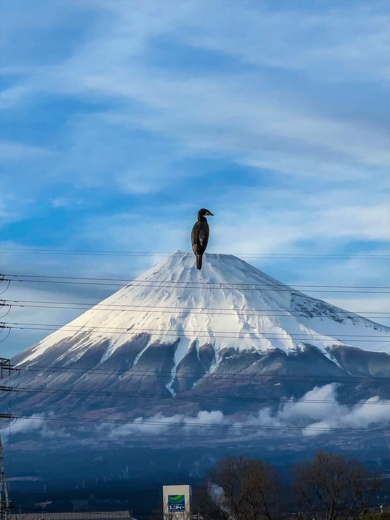 富士山頂に巨大な鳥！？“存在感がすごすぎる鳥”の写真が話題に！「頂上にとまっているように見えて格好いいですね」「グットタイミング！」