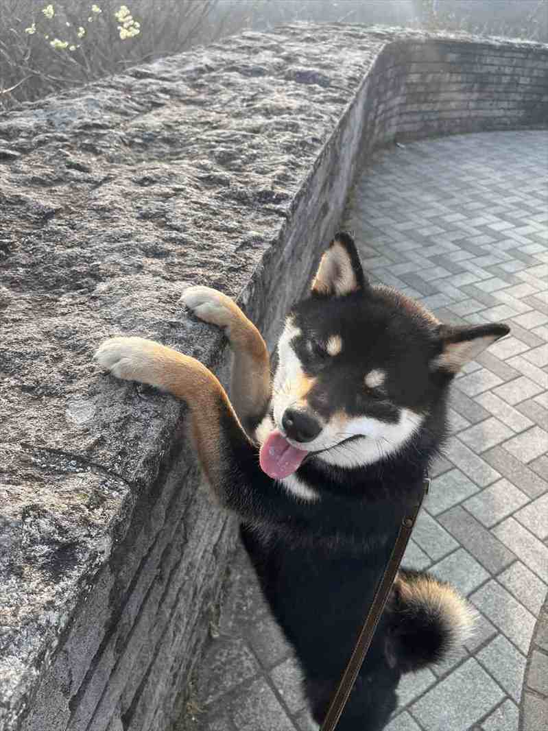 愛犬の行動に飼い主さん感動!展望台からの眺望を楽しんでいた時の出来事が話題に「飼い主さんと同じ目線で、同じ景色を観たいのかな〜」