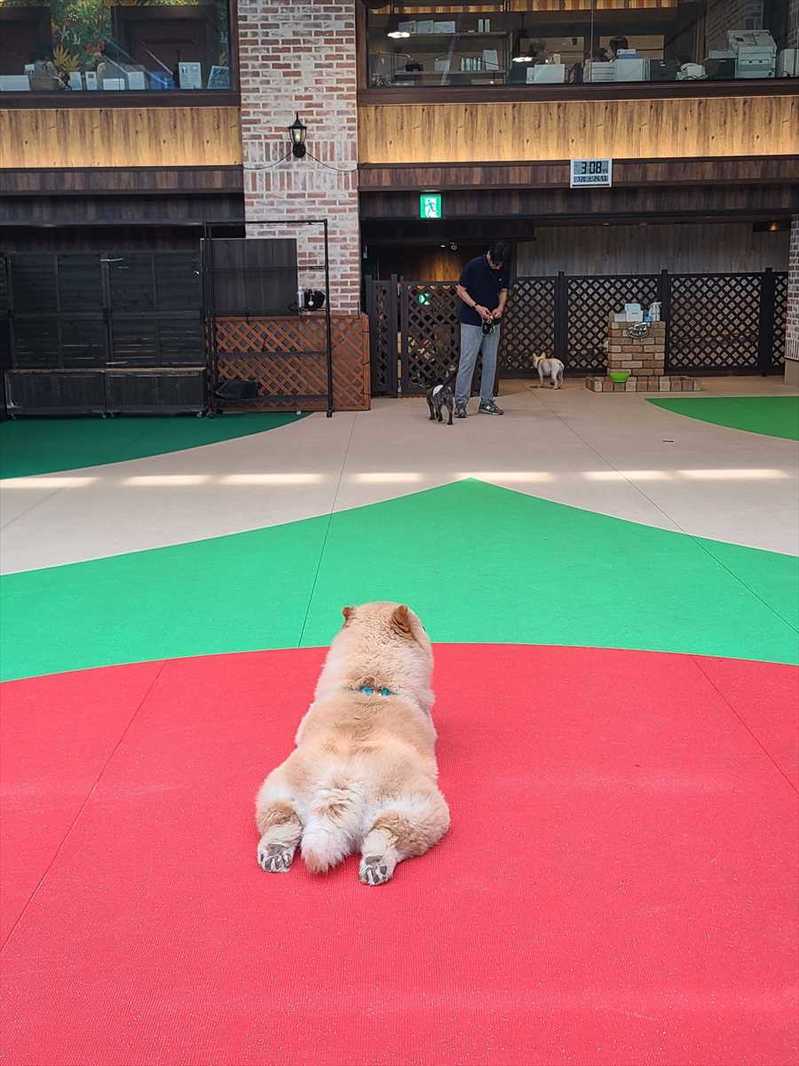 涼しい室内ドッグランに来たチャウチャウ。すっかりくつろぐ様子に反響「ペタンと座ってるのかわいい」