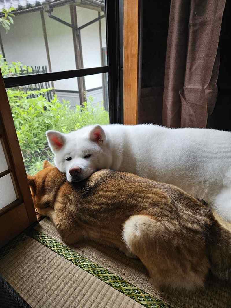 一緒にくつろぐ姿にほっこり！柴犬を枕にする秋田犬に「幸せそうな表情」「下の子が一瞬デカイネコに見えました」