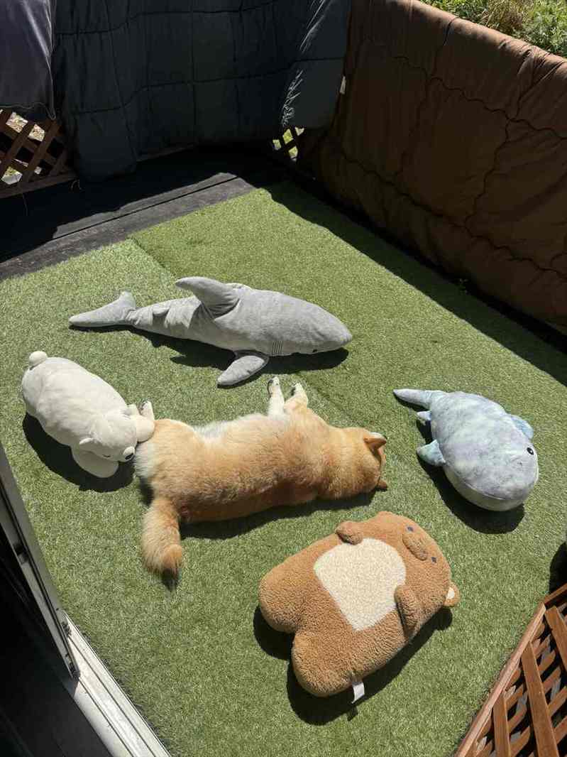 真ん中にいるのはお昼寝中の柴犬？ぬいぐるみを干している光景が話題に「ぬいぐるみが・・・5つ？」「真ん中のぬいぐるみが最高」