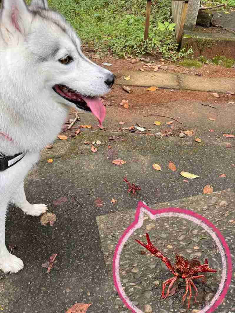 ハスキー犬は威嚇されている事に気付いていない！？そのお相手は・・「灯台下暗し」「なんなら見てすらない気がします」