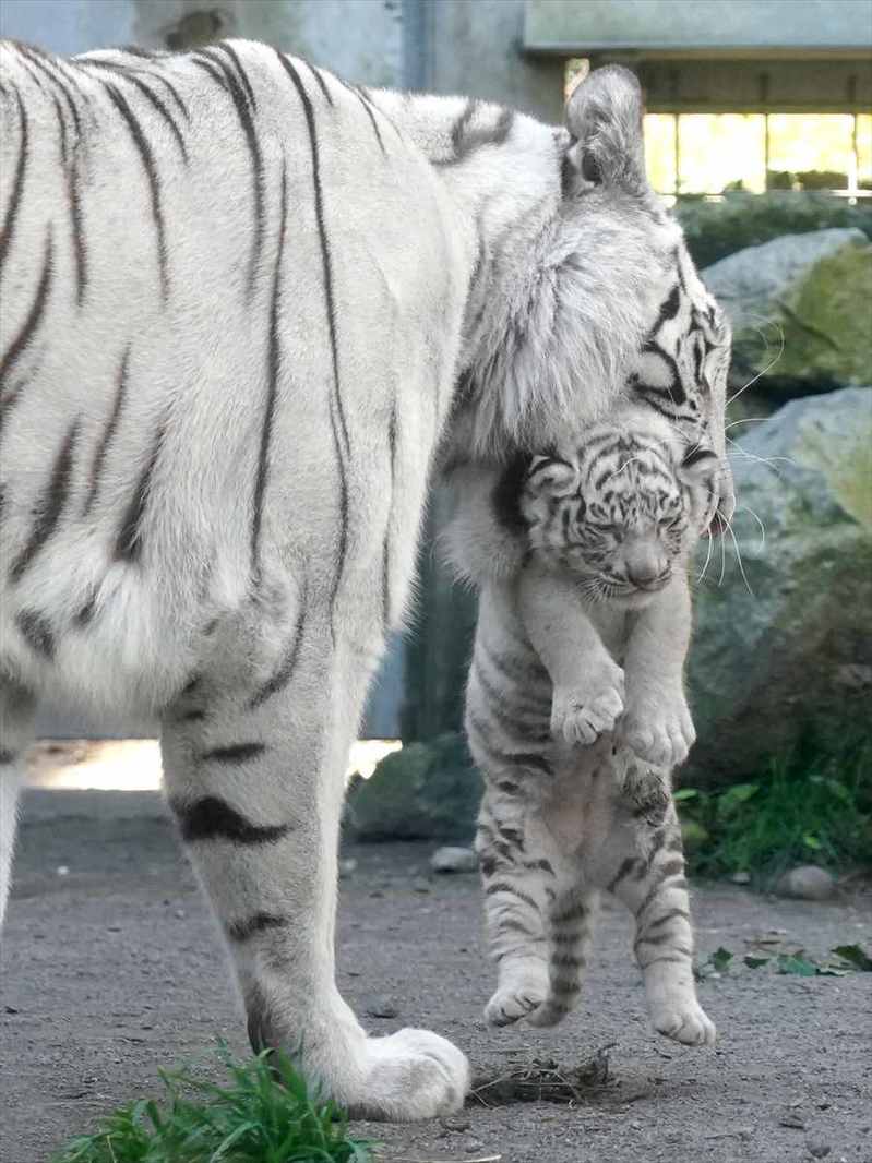 無抵抗で運ばれていくホワイトタイガーの子供。虚無な表情もかわいすぎる！