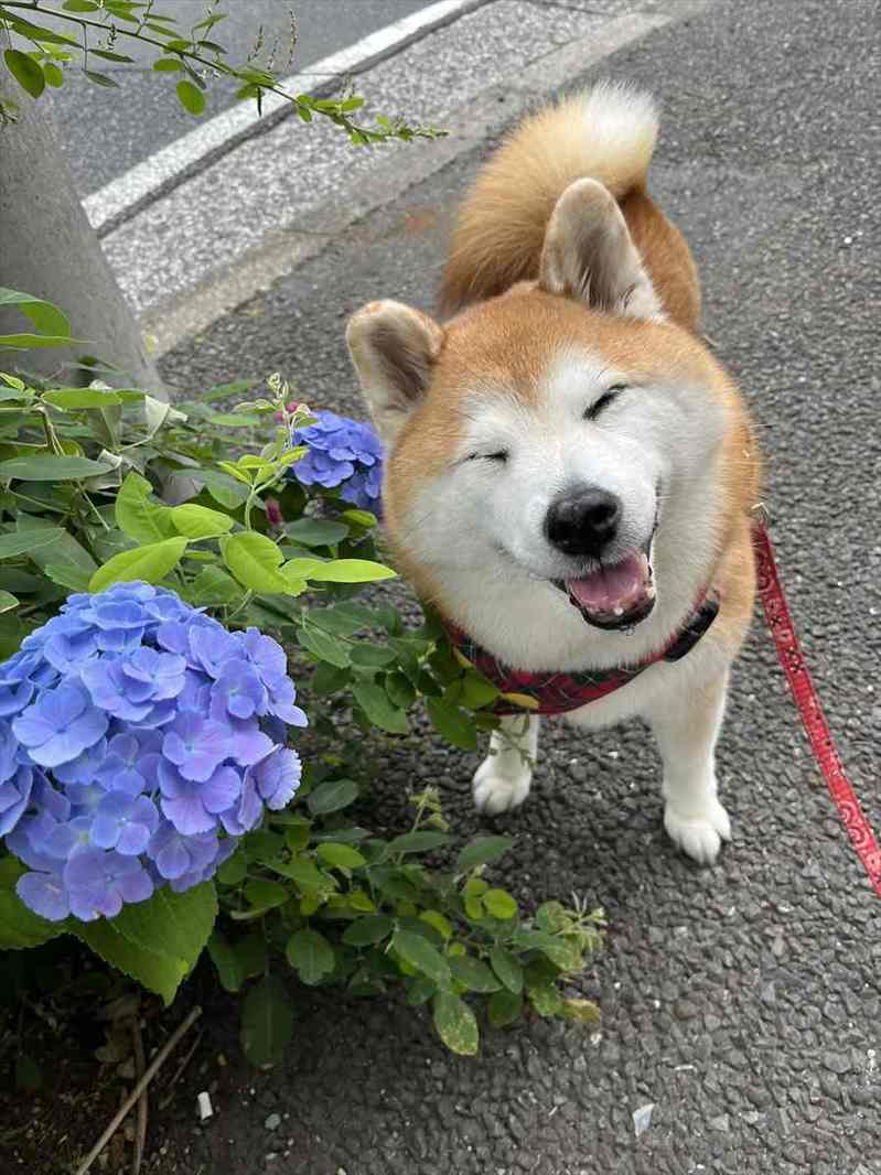 きれいな紫陽花の隣でニッコリ。笑顔の柴犬が話題に「にこーって笑顔がかわいい」