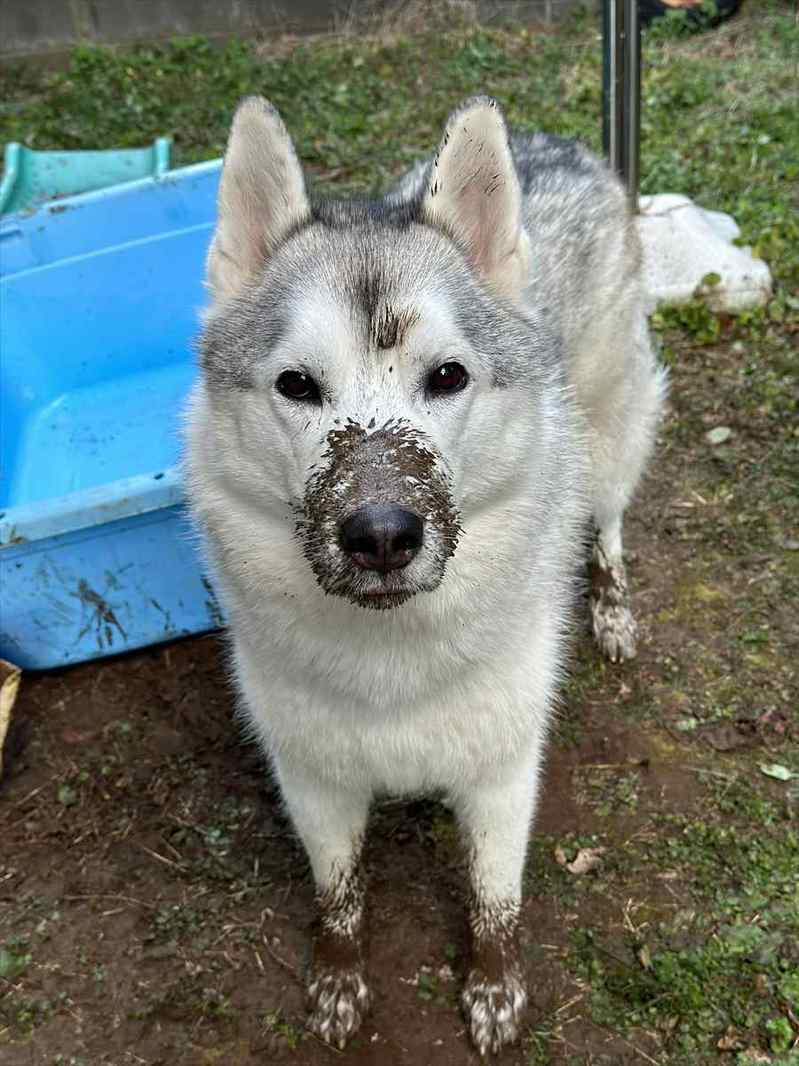 「この後は風呂だよ」と伝えられたハスキー犬。その顔に反響「ですよね・・・って感じがたまりません」「えっ・・・みたいな顔がかわいい」