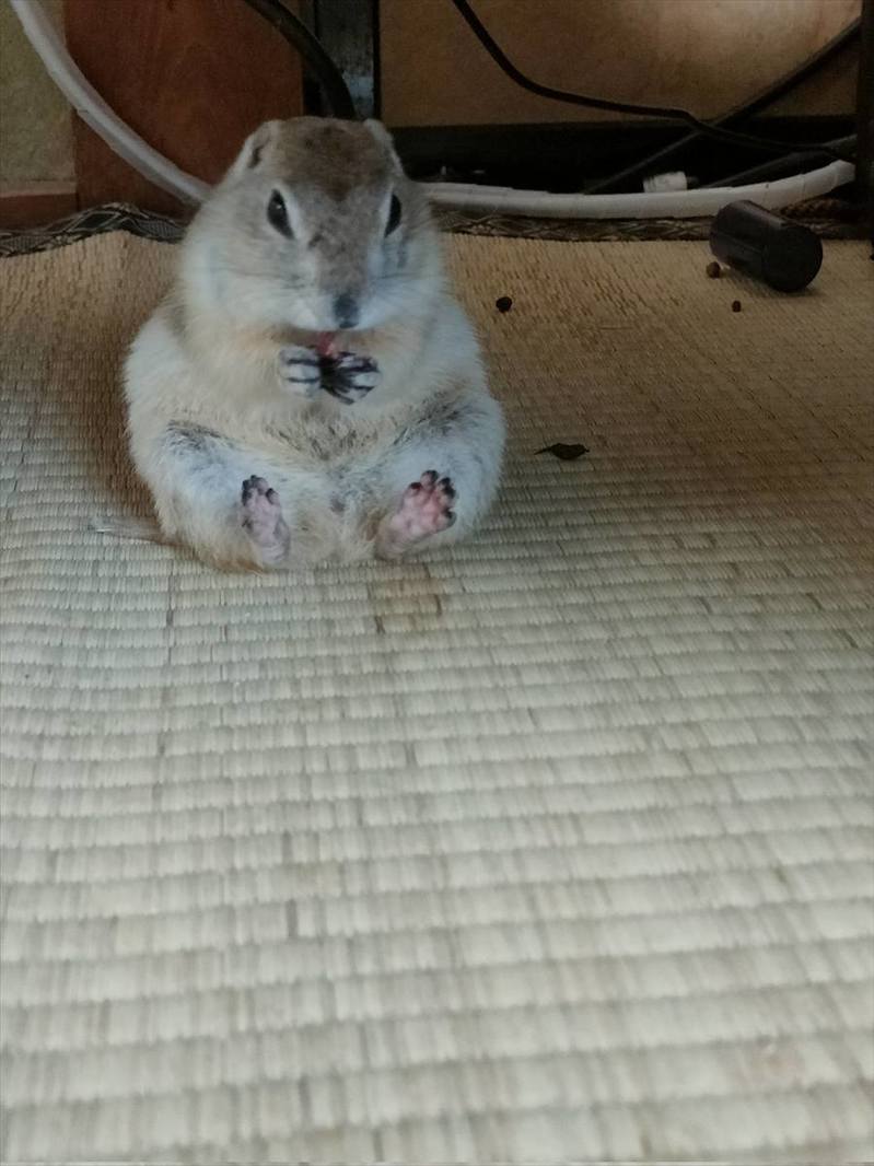 隠していたおやつをパクパク。お行儀よく食事中のリスが話題に「メッチャ可愛い」「かわいい！あんよがまた」