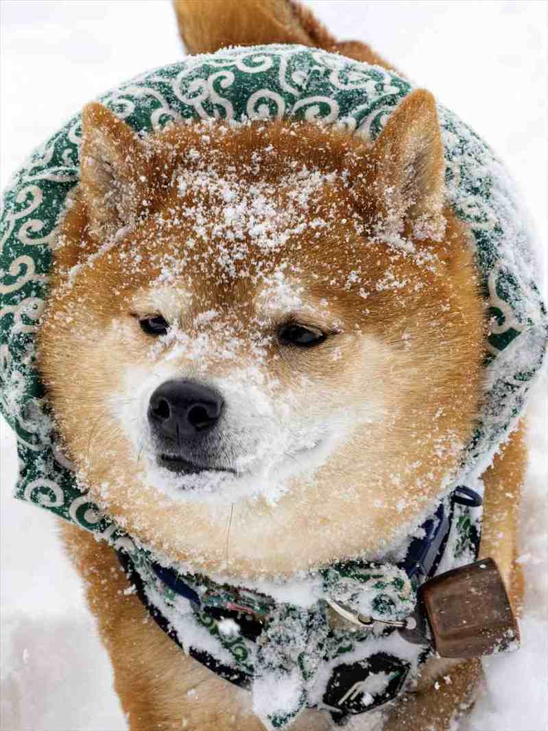 雪が薄く積もってシュガー揚げパンみたいになっている柴犬が話題に！「粉砂糖たっぷりで甘くておいしいね」「かわいくて皆に食べられちゃうね」