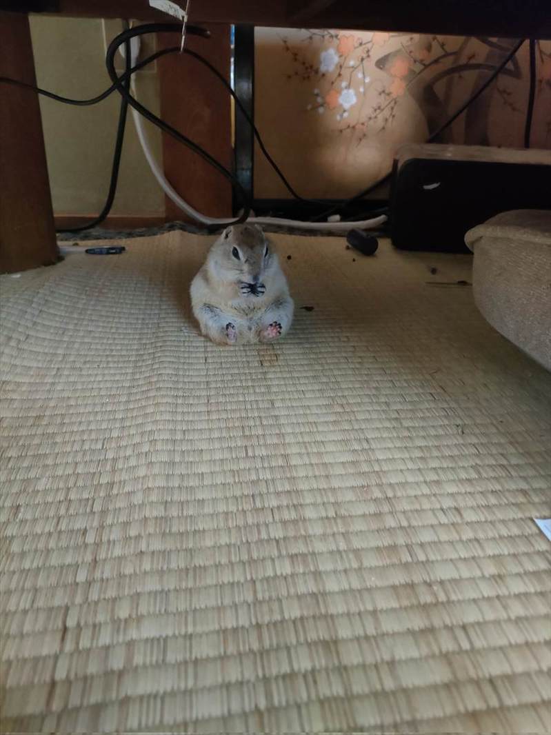 隠していたおやつをパクパク。お行儀よく食事中のリスが話題に「メッチャ可愛い」「かわいい！あんよがまた」