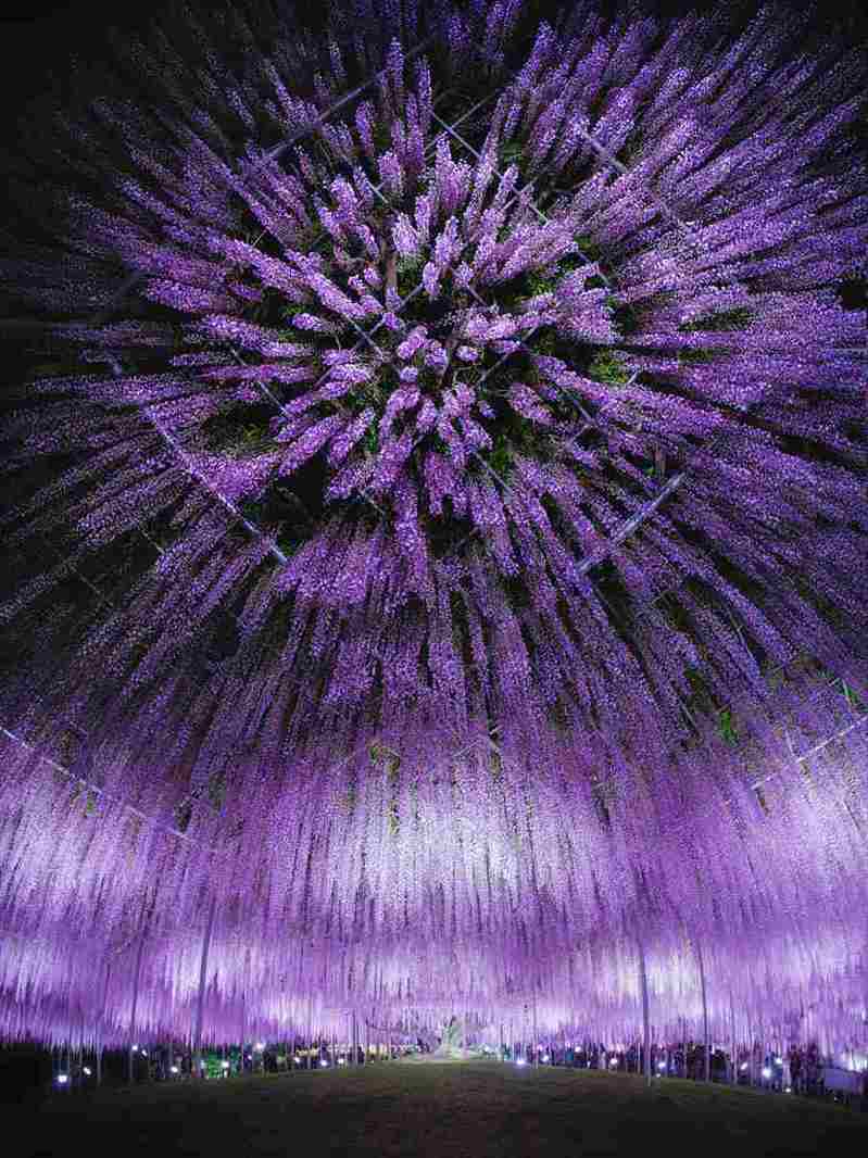 花火みたい!?『あしかがフラワーパーク』の大藤で撮影された写真が話題に「もはや紫色の花火にしか見えない」「撮り方が天才的」