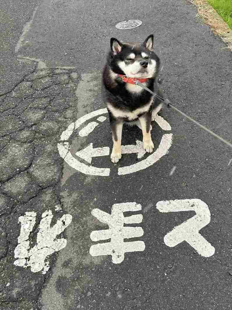 『ある路面標示』をしっかり守っている柴犬の姿が話題に！「道路交通法を理解されてますね」