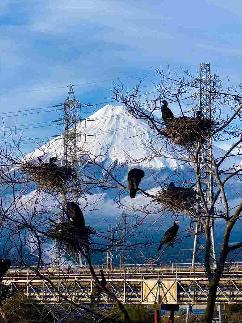 富士山頂に巨大な鳥！？“存在感がすごすぎる鳥”の写真が話題に！「頂上にとまっているように見えて格好いいですね」「グットタイミング！」