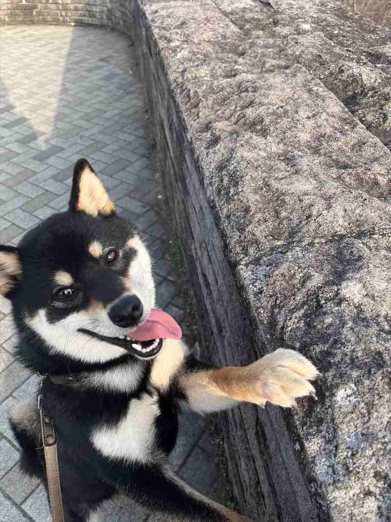 愛犬の行動に飼い主さん感動!展望台からの眺望を楽しんでいた時の出来事が話題に「飼い主さんと同じ目線で、同じ景色を観たいのかな〜」