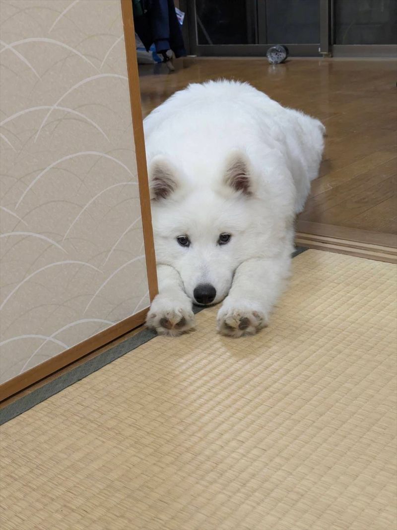 サモエドのチキンレース?寝室へ入ると怒られちゃうし・・、そこでとった行動が愛おしい!