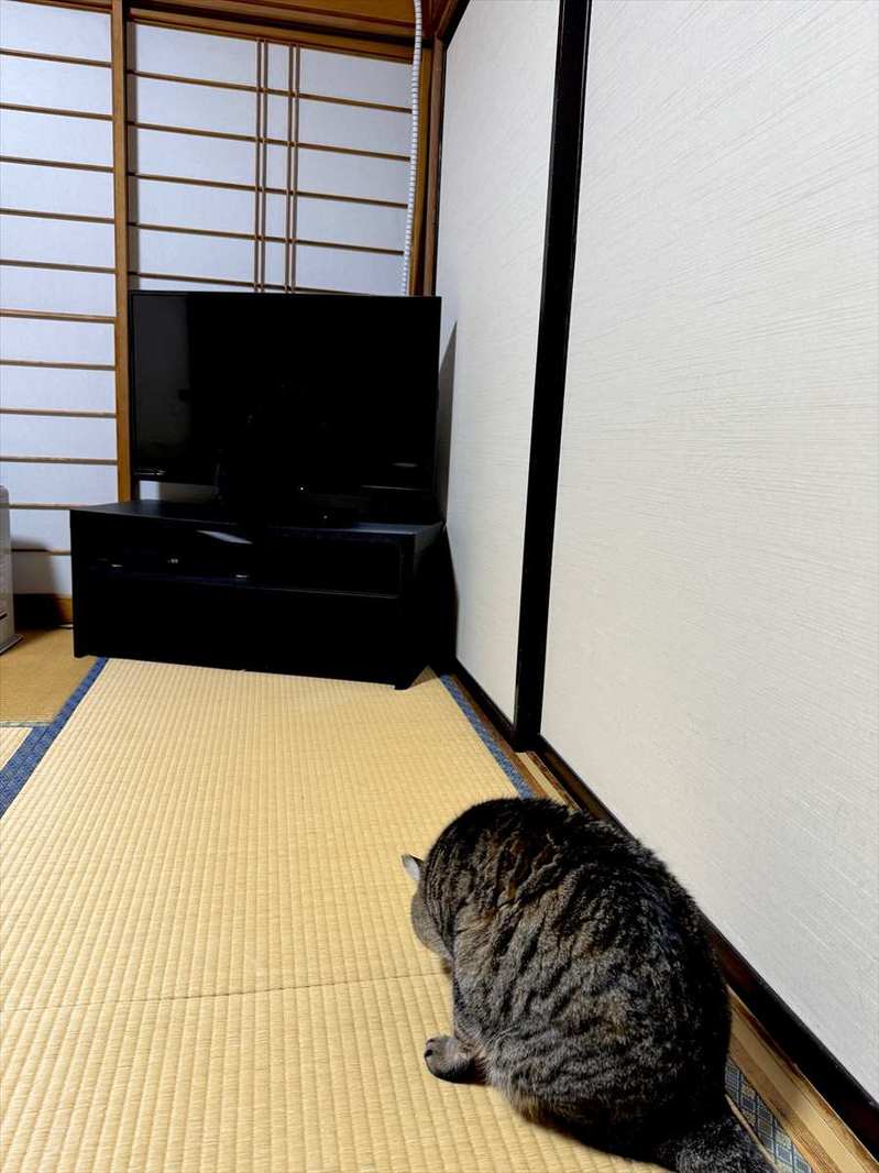 猫がどこがいるか分かりますか？背景にすっかり溶け込んだ猫の姿に「かろうじてわかった・・・」