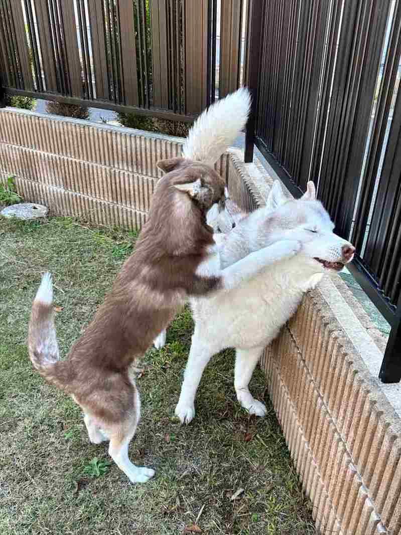 シベリアンハスキーの子犬が右ストレートをお見舞い！？「顔にしっかり入ってる」