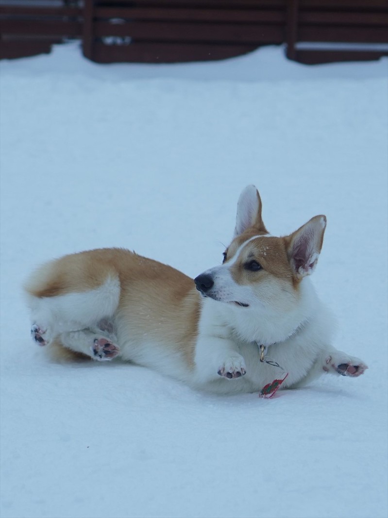 踏ん張るコーギーの子犬！冷たくなった手足を地面につけないように頑張る姿に「お腹の方が冷たそう」「そうなるよね～苦肉の策」