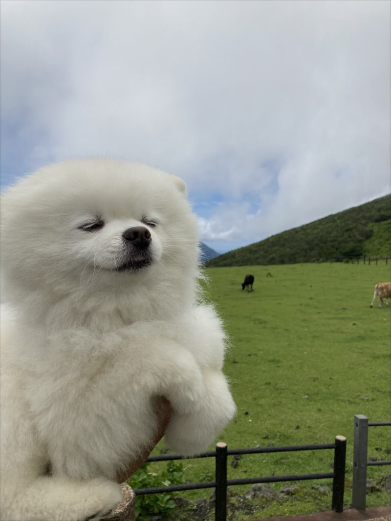 絶景をバックに愛犬を撮影したら雑なコラ画像みたいなおもしろ写真が撮れたよ！