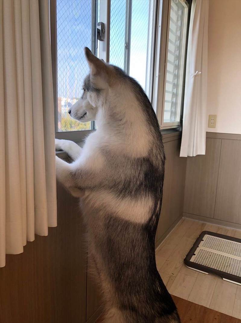 お散歩に行きたいシベリアンハスキー。雨が止んでからのアピールがスゴい！！