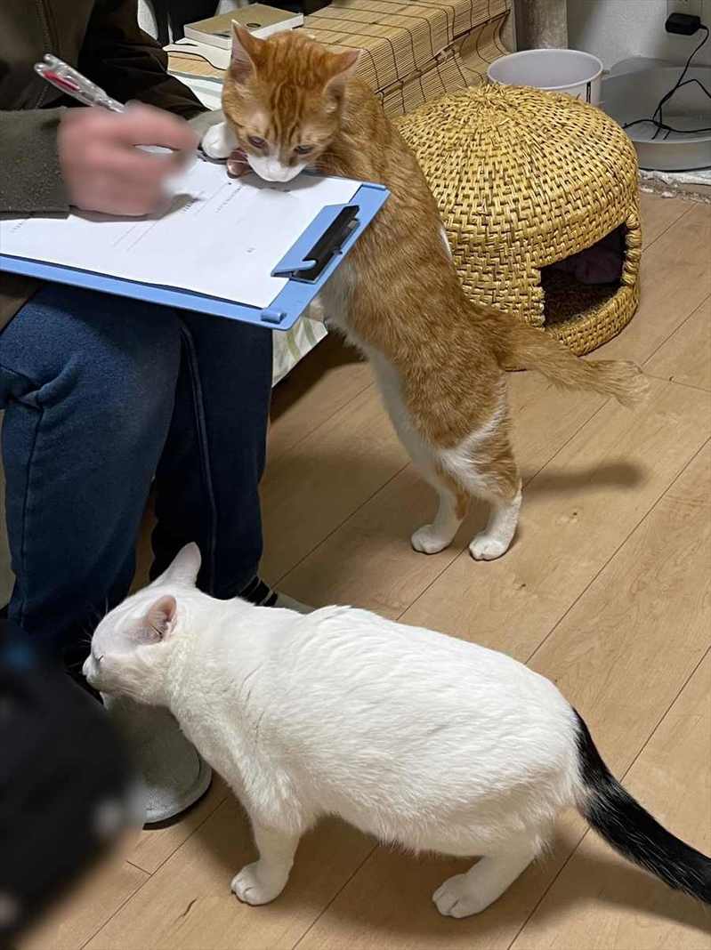 質問表に記入していると猫が寄ってくる！？整体院での一幕が話題に！「わからないことは猫に聞けばよいですか？」