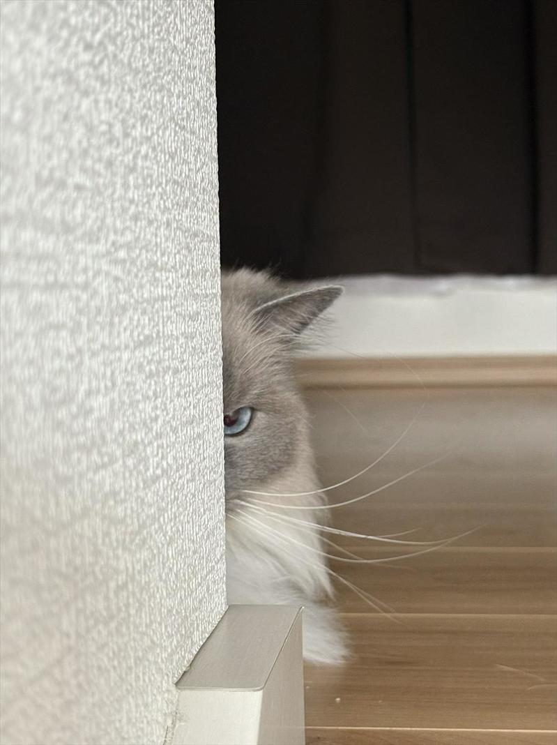 壁越しに睨みつけてくるネコ。飼い主さんが仕事に行くのを察知した時の様子が話題に「これはおこってますね」「あらら〜怖いけどかわいい」