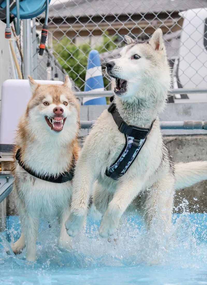 水遊びをしていたハスキー犬たち。2頭の表情に「その歯茎どうしたの？と言ってそう」「最高すぎる」