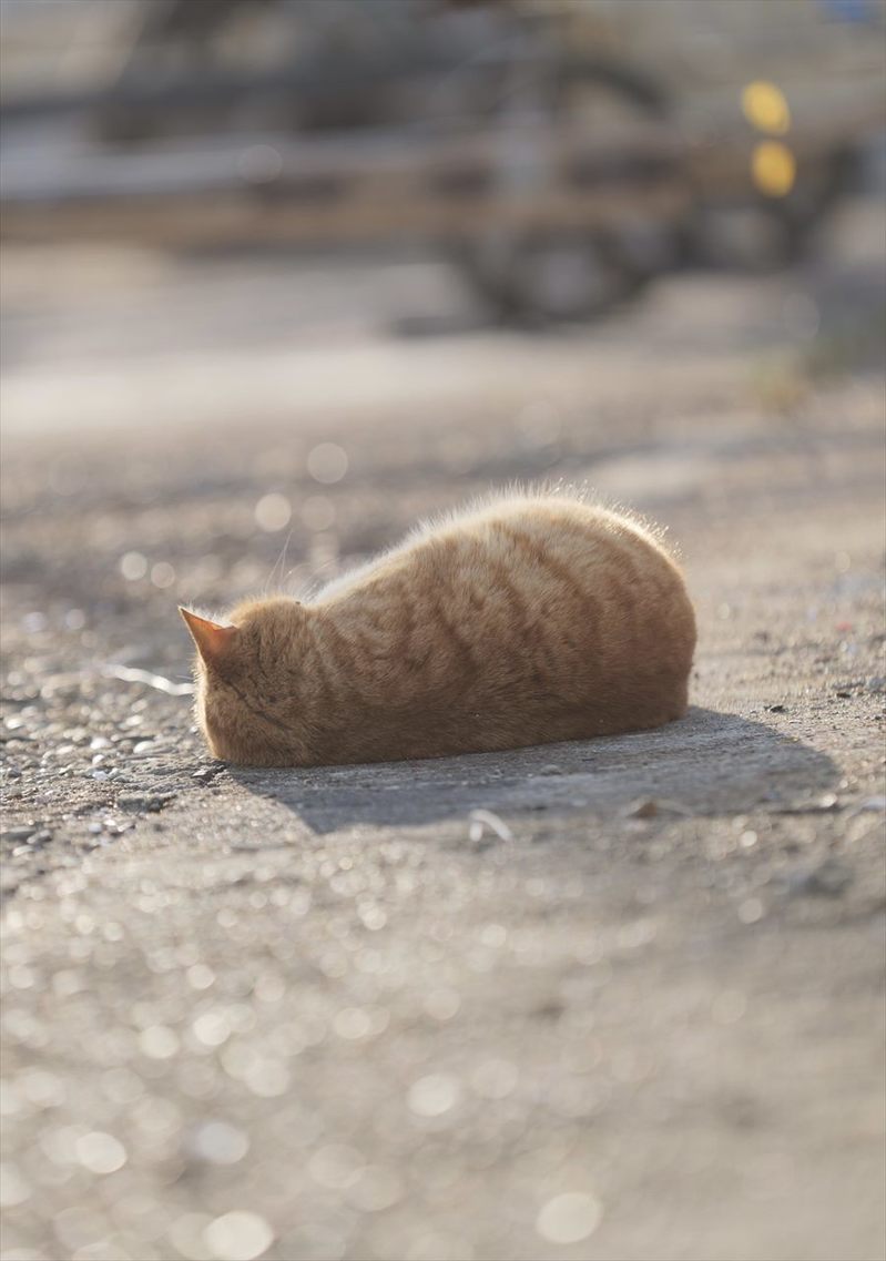 寝転がる茶トラ猫の姿が「お、美味しそうです」「お持ち帰りは可能でしょうか？」と話題に！その理由とは？？