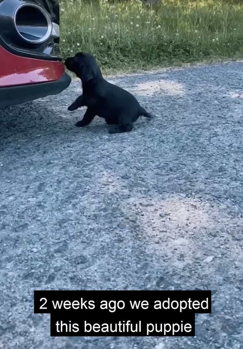 新しく家にやって来た子犬を歓迎していなかった先住猫。そんなふたりも気が付けば大の仲良しになっていました！！【海外・動画】