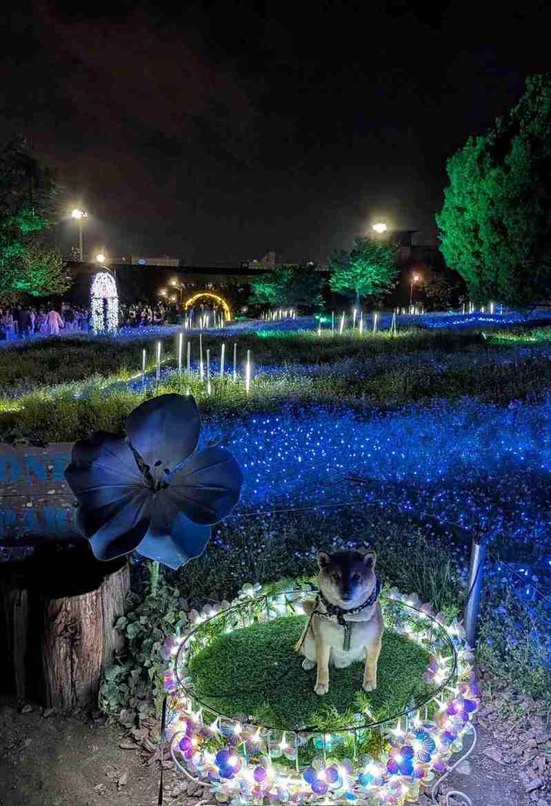 ネモフィラのライトアップで愛犬のかわいい写真が撮れたと思ったら・・「闇堕ちしてます」「召喚されてますね」