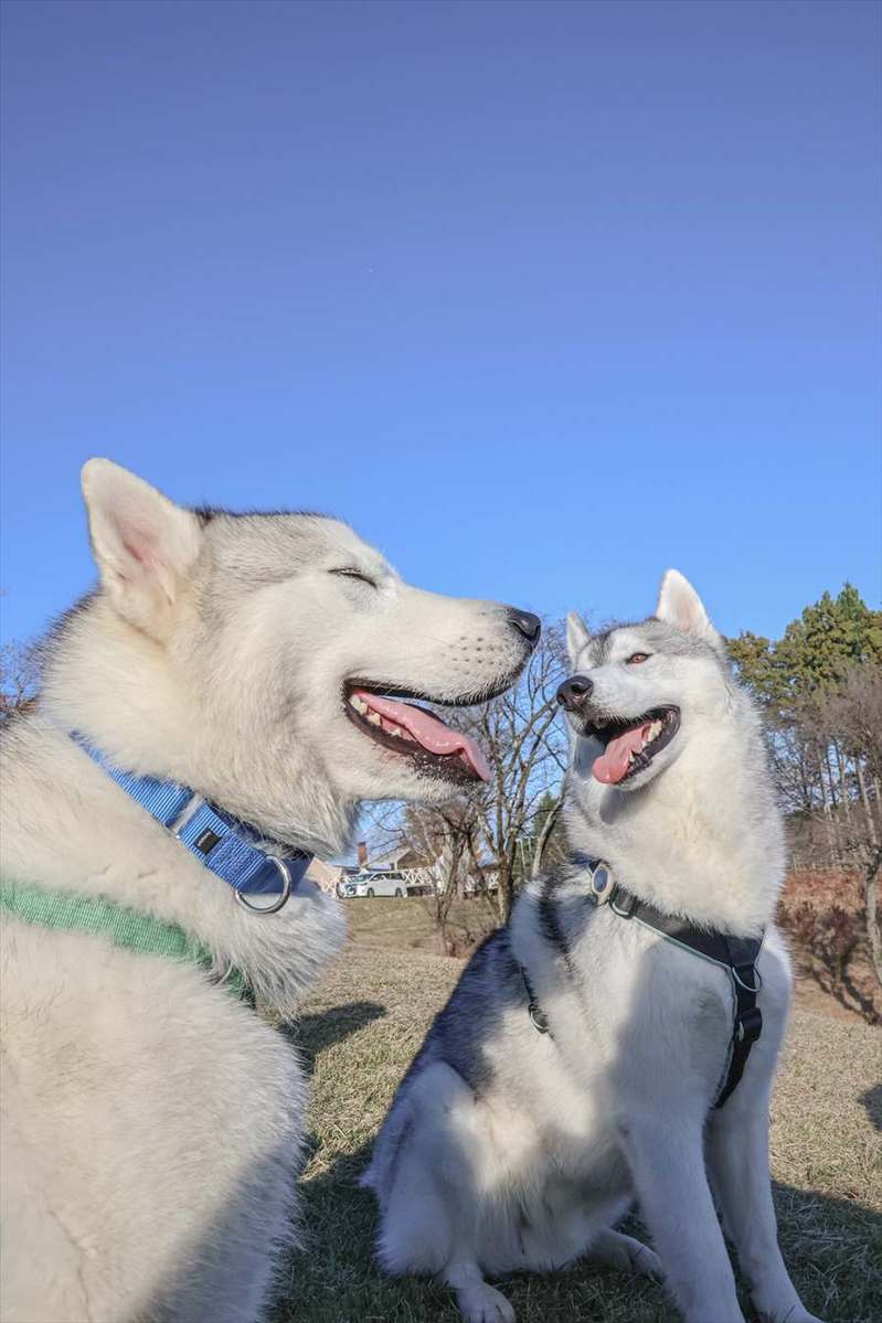 幸せそうな表情を浮かべているハスキー犬たち。微笑ましい光景に「良い笑顔」「幸せな気持ちになりました」と反響