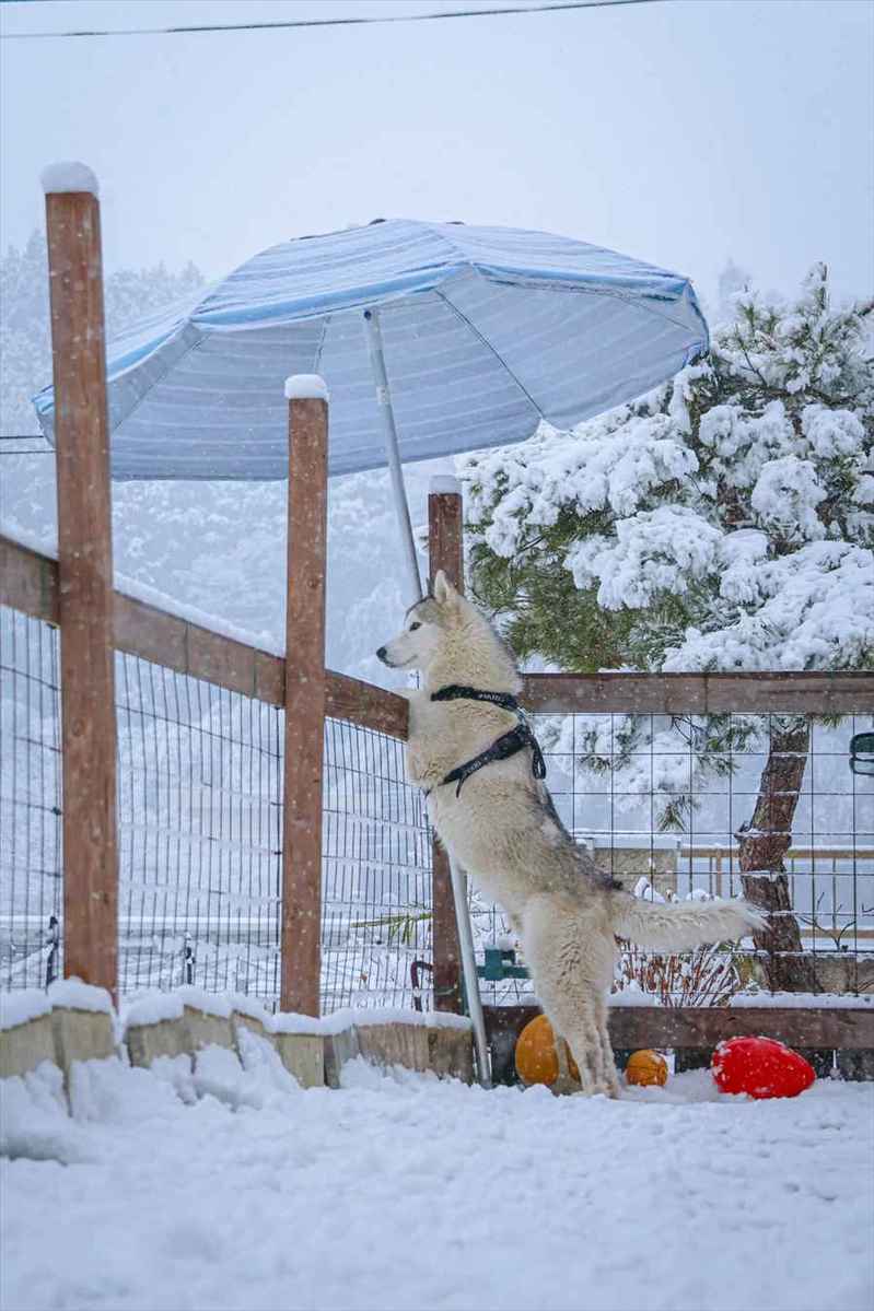 雪遊びするよりも景色を楽しみたい！？風流なハスキー犬に「可愛いしカッコいいし美しい」「なんてロマンチックなハスキーなんだ」