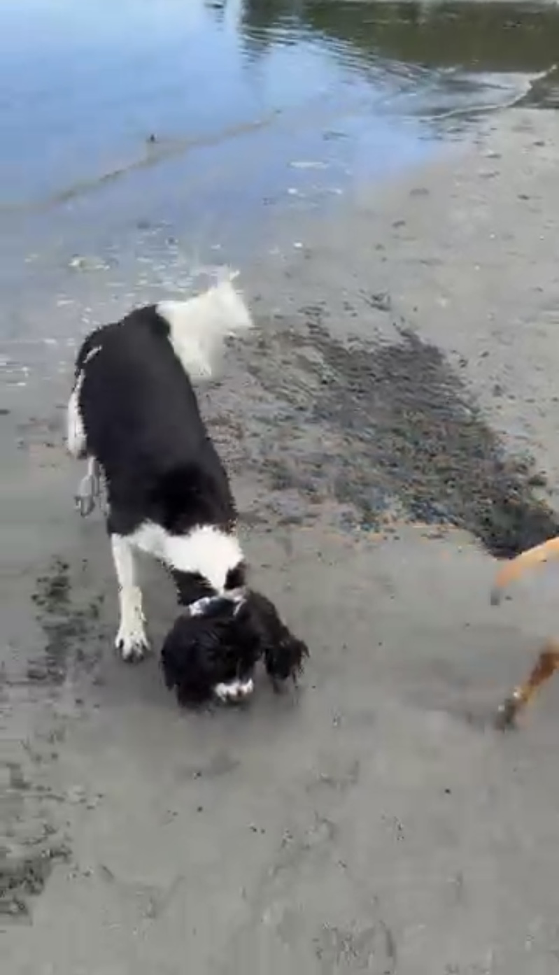 潮干狩りに全力で挑む愛犬。貝を探して穴をホリホリしたところ中から出てきたのは・・！！【海外・動画】