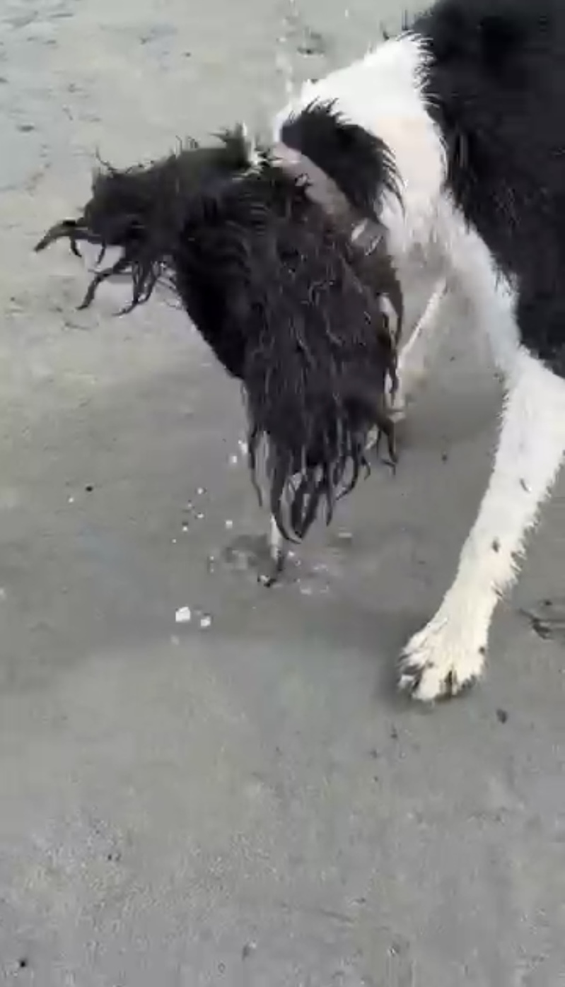 潮干狩りに全力で挑む愛犬。貝を探して穴をホリホリしたところ中から出てきたのは・・！！【海外・動画】