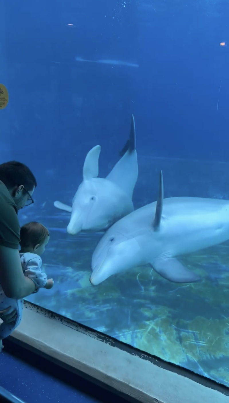 赤ちゃんに夢中になったイルカたち。見つめ合ったり真似っこしたり・・尊すぎる！！【海外・動画】