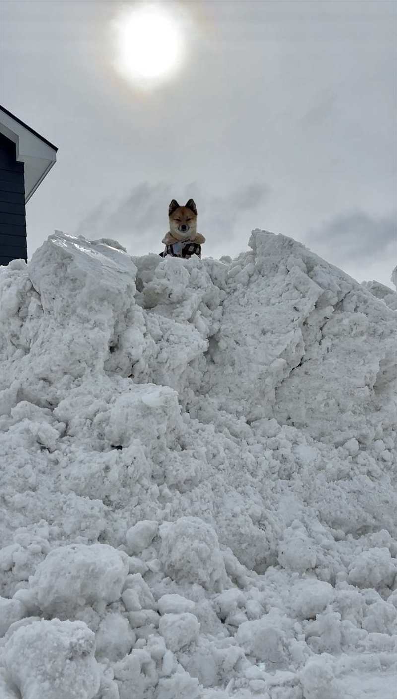 除雪車が家の前に雪を置いていき雪山状態に・・。絶望の状況と気持ちを払拭してくれた頂に立つ愛犬の姿が話題に！！