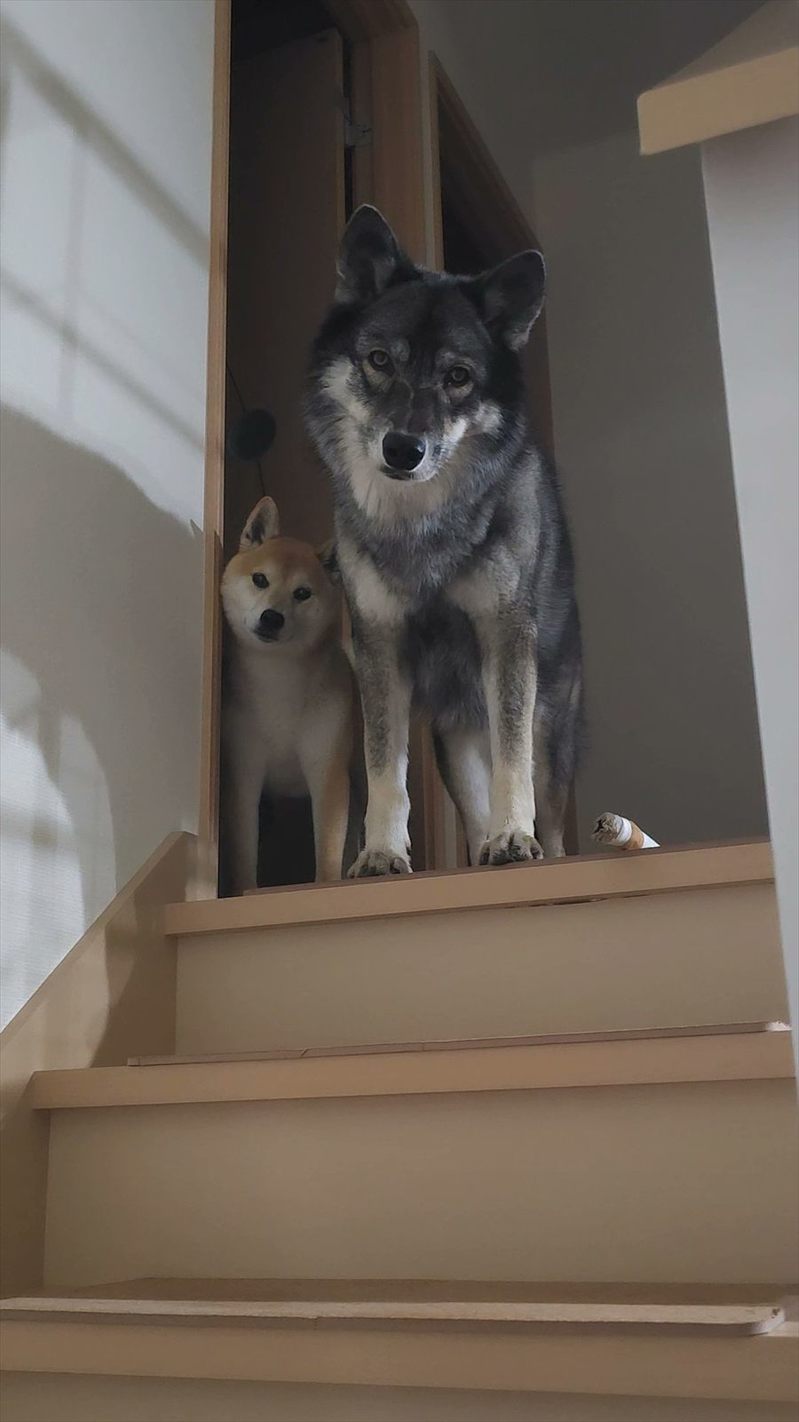 寝室に行こうとしたら、目の前に感あふれる愛犬たちが現れた!!「首の角度まで揃ってる」「2匹ともかわいいので圧勝」