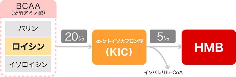 HMBとプロテインは併用すべき？それぞれの効果や飲み方について