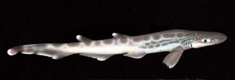 専門家も唖然、イタリア近海で「皮膚のないサメ」が発見される！気候変動による突然変異か…
