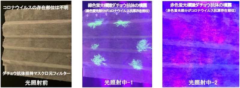 新型コロナウイルスが付着すると発光するマスクを開発（京都府立大）