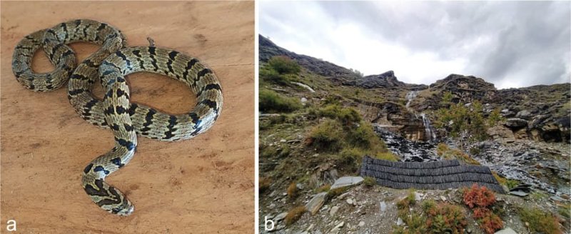 インスタ写真から新種のヘビを発見　「家の裏庭にいた」　インド