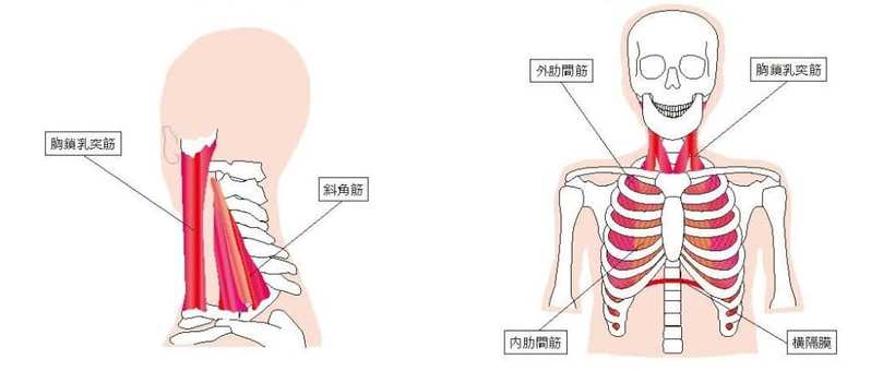 鈴木雅が解説する肋骨の開閉をコントロールするための呼吸の改善方法【動画付】