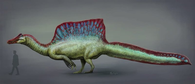 「スピノサウルスは水中を泳げた」ことが判明！　決め手は骨の密度