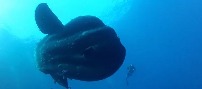 こんな大きいの！？体長5m級の超巨大マンボウ出現！遭遇したダイバーも大興奮の映像