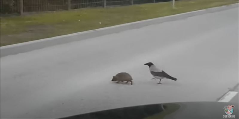 賢くてイイ奴すぎるカラス！ハリネズミの道路横断を誘導する天才カラスの映像がまるで映画のワンシーン